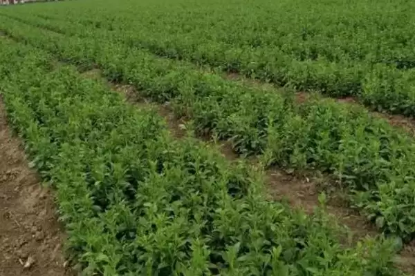 图片[7]-种植白术的风险和应对？种植白术需关注哪些潜在问题？-会东网