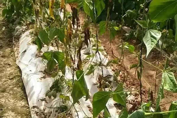 图片[3]-探寻芸豆烂根死棵原因的方法和重点？探寻芸豆烂根死棵原因要做好哪些细节？-会东网