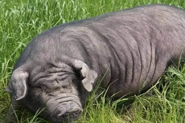 内江猪的故乡探秘:原产于四川省内江县的独特品种插图2 内江猪的故乡探秘:原产于四川省内江县的独特品种插图2