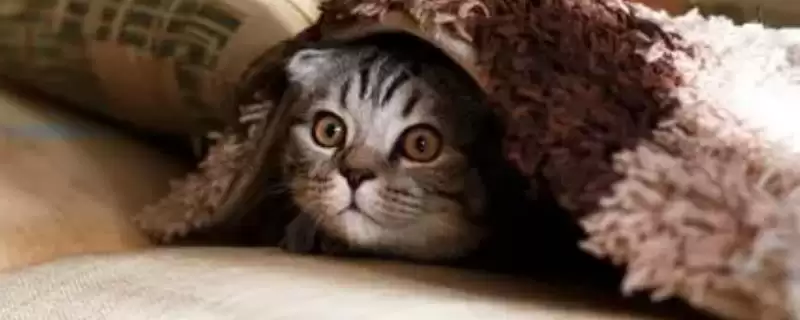 猫咪冬季怎样过冬适宜 ,猫咪冬季室内温度无需过高-会东网