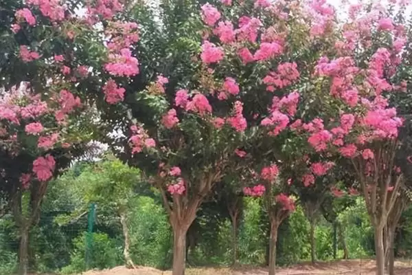 图片[5]-紫薇价格的波动和要点？了解紫薇价格需关注哪些市场要素？-会东网