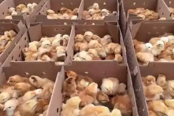 处理小鸡快死亡情况的方法和重点?养鸡要做好哪些应急处置措施?插图5 处理小鸡快死亡情况的方法和重点?养鸡要做好哪些应急处置措施?插图5