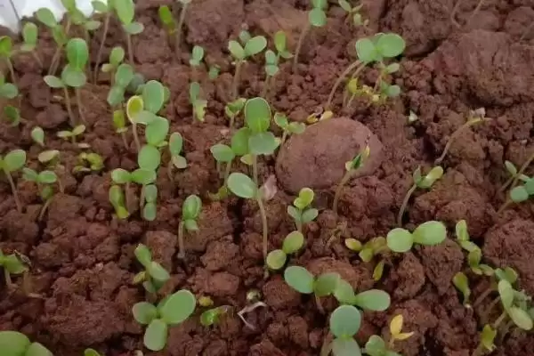 菊花种子的育苗方法 ,菊花种子在春季何时育苗为佳呢?插图1 菊花种子的育苗方法 ,菊花种子在春季何时育苗为佳呢?插图1