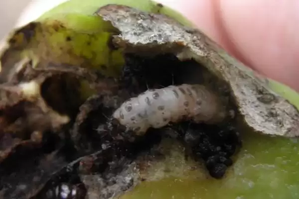 图片[2]-有哪些蛀食性害虫，包括小蠹科、透翅蛾科、象甲科等种类-会东网