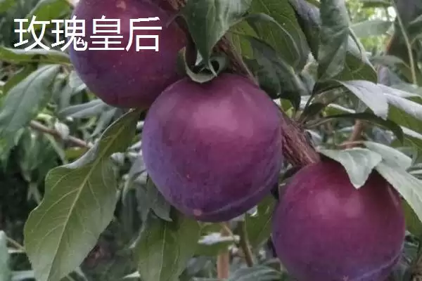 图片[5]-最大的李子品种，目前我国最大李子品种是黑巨王李子-会东网