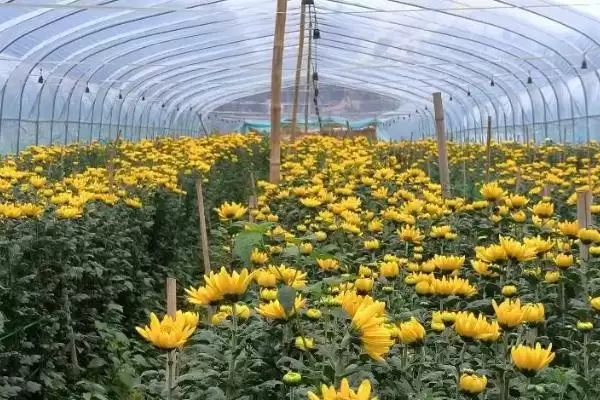 菊花的养殖环境 ,菊花喜欢在怎样的环境中生长呢？插图2