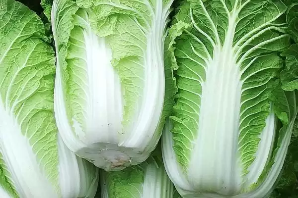 图片[4]-秋天种植蔬菜清单：菠菜、香菜、白菜、萝卜等适宜品种-会东网