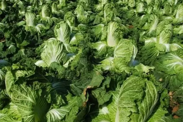 图片[2]-夏白菜不包心的应对方法和要点？应对夏白菜不包心需注意什么？-会东网