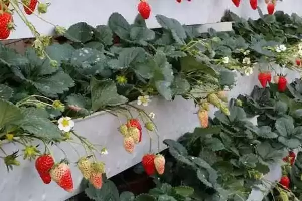图片[4]-草莓无土栽培技术，栽培槽有下挖式栽培槽和高畦栽培槽两种-会东网