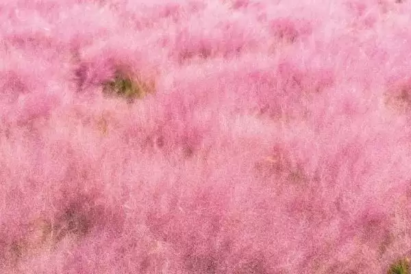 图片[7]-大片金黄的浪漫：结香、黄刺玫、萱草的花卉盛宴-会东网