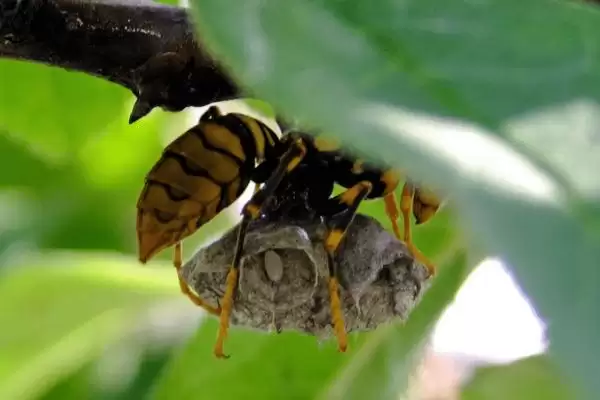 被人头蜂蛰了如何处理，应立即远离蜂巢、再用弱酸性溶液清洗伤口插图3