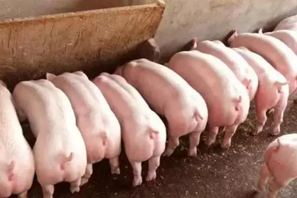 计算猪毛重和净重的方法和重点？养猪要做好哪些重量计量细节？插图6