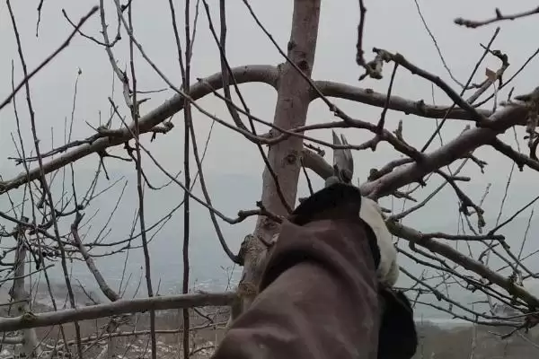 给苹果树修枝的作用,修枝可改善树体营养、提高果实品质插图7 给苹果树修枝的作用,修枝可改善树体营养、提高果实品质插图7