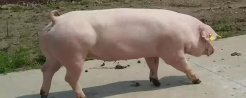 了解长白猪的方法和重点？养猪要做好哪些品种认知与养殖细节？-会东网