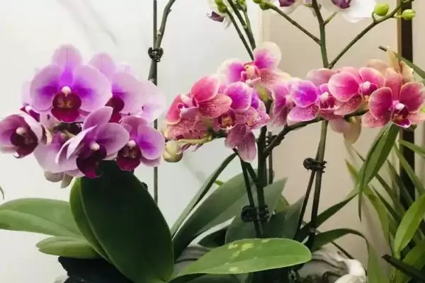 图片[2]-兰花的花语和象征意义 ,兰花有哪些花语及象征内涵？-会东网