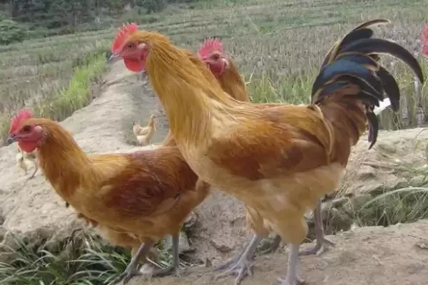 探究土鸡产软皮蛋原因的方法和重点?养鸡要做好哪些蛋类异常排查?插图1 探究土鸡产软皮蛋原因的方法和重点?养鸡要做好哪些蛋类异常排查?插图1