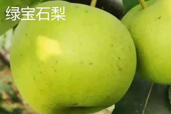 图片[4]-认识优质梨子品种的方法和重点？认识优质梨子品种要做好哪些细节？-会东网