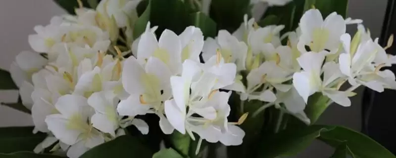 姜花的寓意 ,姜花在寓意方面有什么含义-会东网