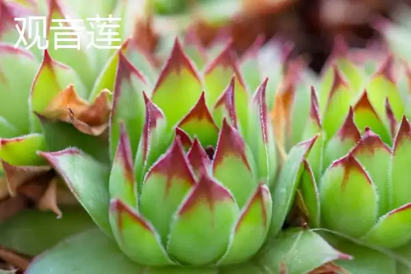 图片[6]-新手必看！姬胧月、虹之玉、冬美人等易养多肉植物推荐-会东网