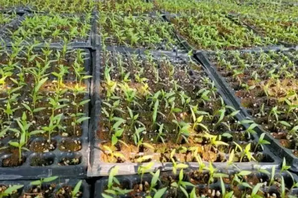 图片[2]-种植一点红的方法和重点？种植一点红要做好哪些细节？-会东网