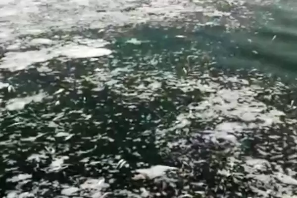 图片[3]-趴地虎鱼养殖技巧：放苗前消毒肥水的重要步骤-会东网