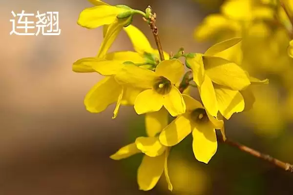 图片[4]-大片金黄的浪漫：结香、黄刺玫、萱草的花卉盛宴-会东网