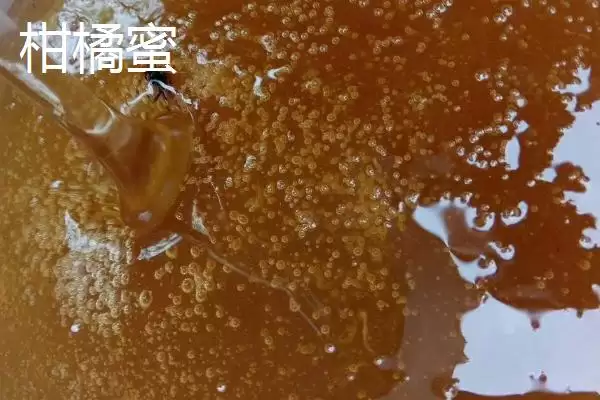 图片[3]-枣花蜜和柑橘蜜的区别，后者价格略贵一些-会东网