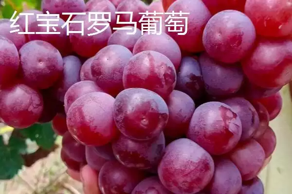 了解天价水果的方法和重点?认识天价水果要做好哪些细节?插图5 了解天价水果的方法和重点?认识天价水果要做好哪些细节?插图5