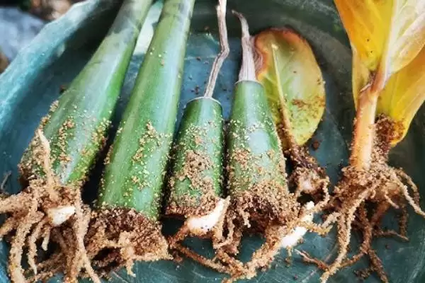 金钱木侧芽的繁殖方式 ,金钱木侧芽常采用什么方式繁殖插图6