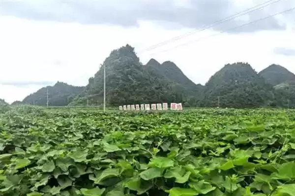 图片[6]-龙须菜的外观形态特征 ,龙须菜花朵和果实有何特点？-会东网