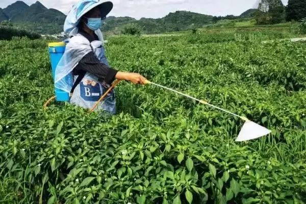 辣椒的施肥方式 ,辣椒不同生长阶段如何施肥?插图3 辣椒的施肥方式 ,辣椒不同生长阶段如何施肥?插图3