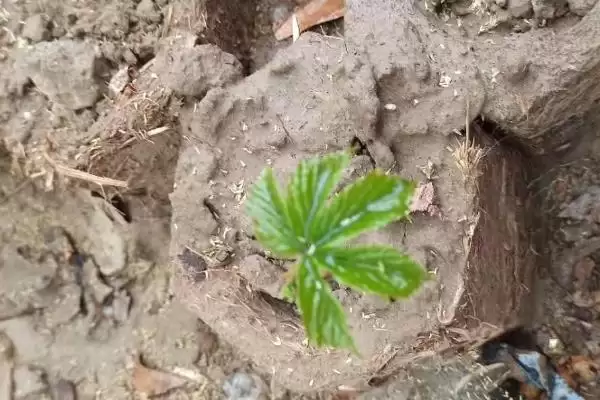 图片[7]-爬山虎的果实与种子之谜：有果实也有种子的奇妙植物-会东网