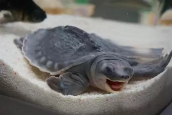 了解猪鼻龟干养时长的方法和重点？养猪场生态搭配与其他生物养殖细节？插图3