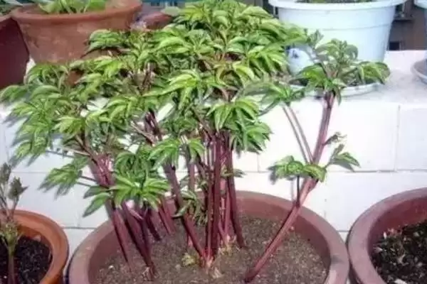 图片[8]-盆栽芍药覆土厚度奥秘：3-4厘米左右的科学依据-会东网