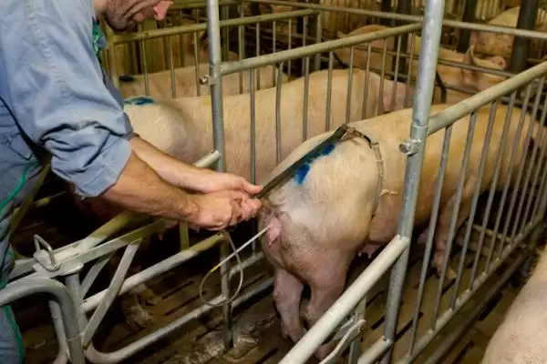 稀释猪精子的方法和重点?养猪要做好哪些繁育技术细节?插图3 稀释猪精子的方法和重点?养猪要做好哪些繁育技术细节?插图3