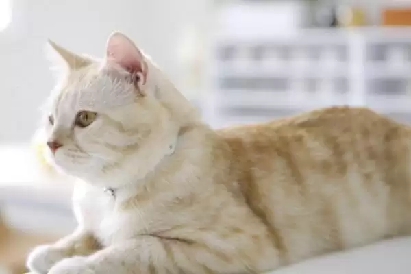 母猫发情的时候能做绝育吗 ,母猫发情时是不可以进行绝育手术的插图1 母猫发情的时候能做绝育吗 ,母猫发情时是不可以进行绝育手术的插图1