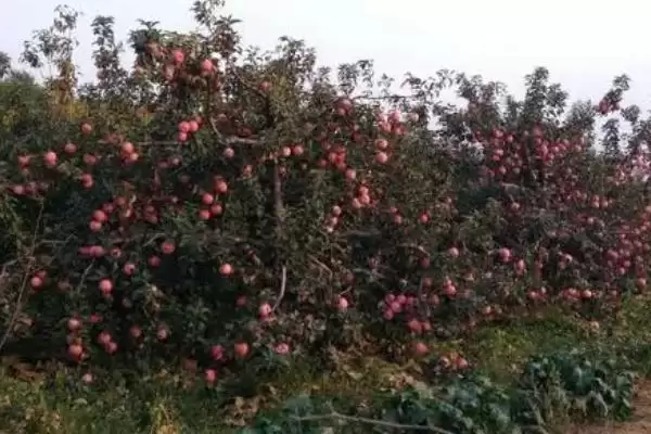 图片[6]-杨梅保花保果的方法，盛花期可喷施赤霉素-会东网