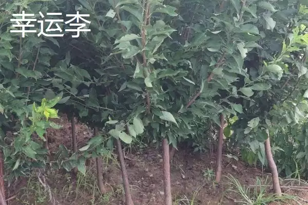图片[6]-黑霸王李子苗的价格，一棵需要3-6元左右-会东网