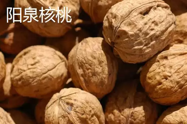 图片[7]-山西阳泉的特产，连翘茶是当地的特色茶种-会东网