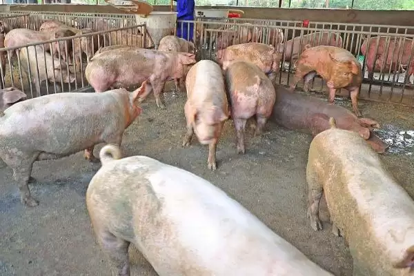 探究育肥猪拉黑稀原因的方法和重点?养猪要做好哪些健康诊断细节?插图3 探究育肥猪拉黑稀原因的方法和重点?养猪要做好哪些健康诊断细节?插图3