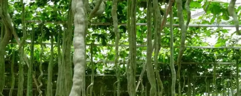 蛇瓜种植技术的方法和重点?种蛇瓜要做好哪些细节?插图 蛇瓜种植技术的方法和重点?种蛇瓜要做好哪些细节?插图