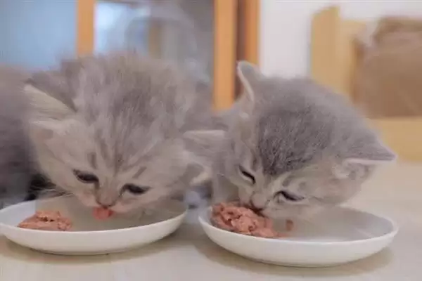 猫薄荷有什么作用 ,猫薄荷对猫咪有何影响插图2