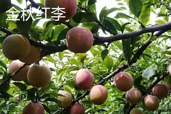 图片[4]-最大的李子品种，目前我国最大李子品种是黑巨王李子-会东网