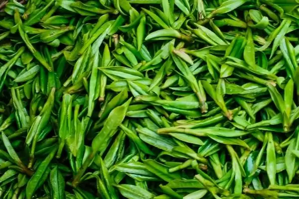 图片[4]-如何挑选茶叶？挑选茶叶要掌握哪些关键的挑选技巧和要点？-会东网