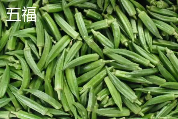 图片[7]-秋葵生长条件解析：充足光照时长对秋葵的重要性-会东网