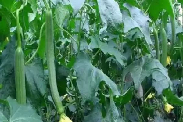 防治丝瓜上面病害的方法和重点？种丝瓜防病害要做好哪些细节？插图3