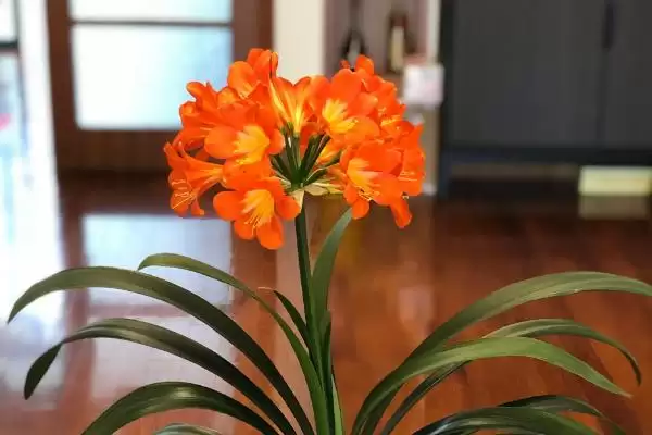 君子兰夏季的管理方法 ,君子兰夏季适合怎样的生长环境?插图3 君子兰夏季的管理方法 ,君子兰夏季适合怎样的生长环境?插图3