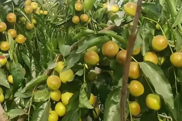 冬枣产地大搜罗:山西、河北、山东等地种植特点插图5 冬枣产地大搜罗:山西、河北、山东等地种植特点插图5