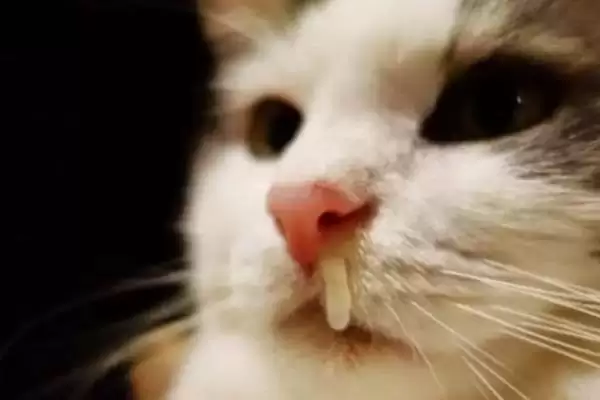 猫支气管哮喘有哪些症状表现 ,猫支气管哮喘急性者呼吸急促等插图2 猫支气管哮喘有哪些症状表现 ,猫支气管哮喘急性者呼吸急促等插图2