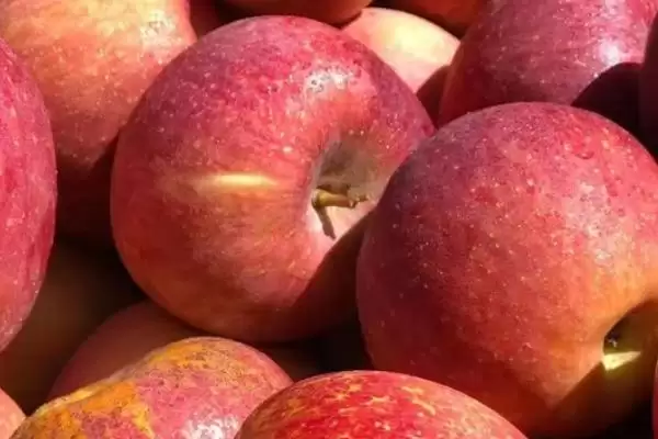 大凉山丑苹果好不好吃，果肉甘甜且细腻插图2